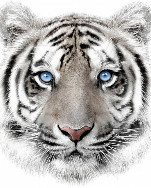 Deka Tiger mikroflanel - ART18465
