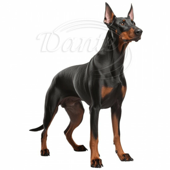 Nažehlovačka Doberman - NAŽ196/hl