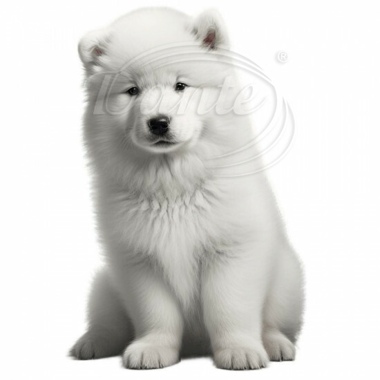 Nažehlovačka Samojed šteňa - NAŽ277/hl