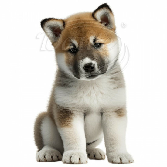 Nažehlovačka Akita Inu šteňa - NAŽ121/hl