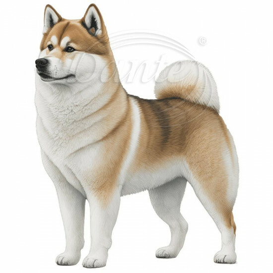 Nažehlovačka Akita Inu - NAŽ122/hl