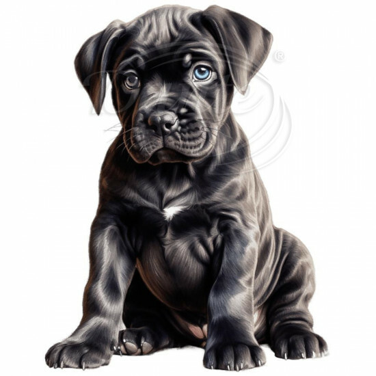 Nažehlovačka Cane Corso šteňa - NAŽ179/hl