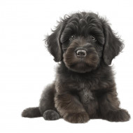 Nažehlovačka Labradoodle šteňa čierne