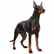 Nažehlovačka Doberman