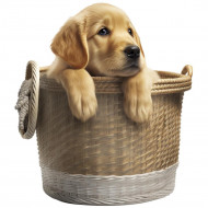Nažehlovačka Zlatý retriever šteňa v košíku