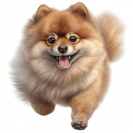 Nažehlovačka Pomeranian bežiaci