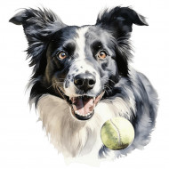 Nažehlovačka Border Collie a loptička