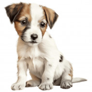 Nažehlovačka Jack Russel šteňa