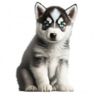 Nažehlovačka Husky šteňa