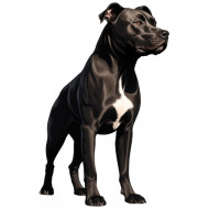 Nažehlovačka Pitbull čierny