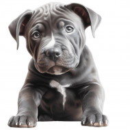 Nažehlovačka Pitbull šteňa šedé