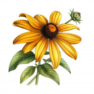 Nažehlovačka Kvetina echinacea